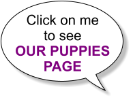 Click on me to see OUR PUPPIES PAGE